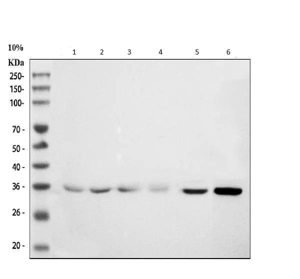 Western blot - Anti-MyD88 antibody (AB131071)