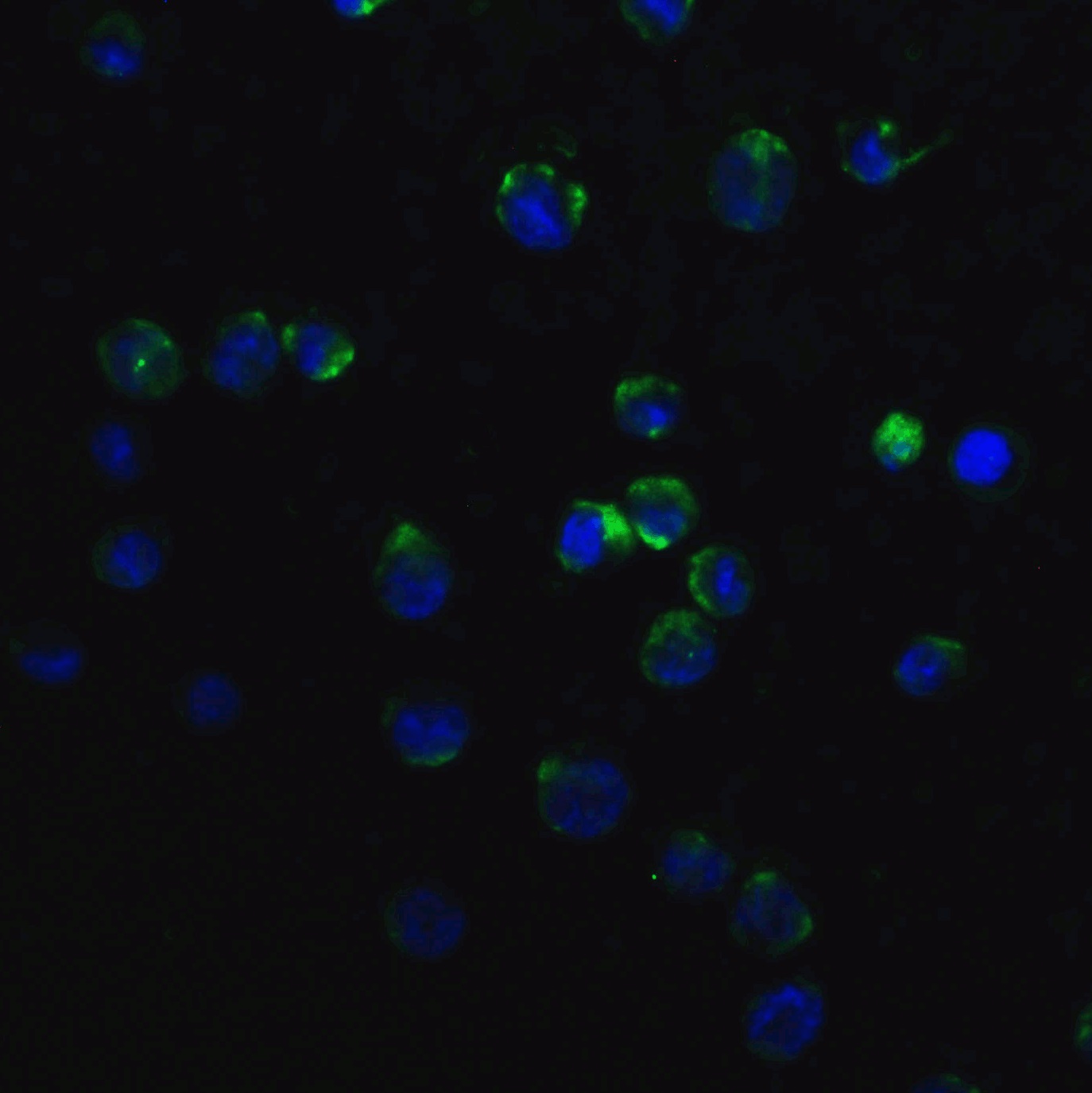 Immunocytochemistry/ Immunofluorescence - Anti-MyD88 antibody (AB2064), expandable thumbnail