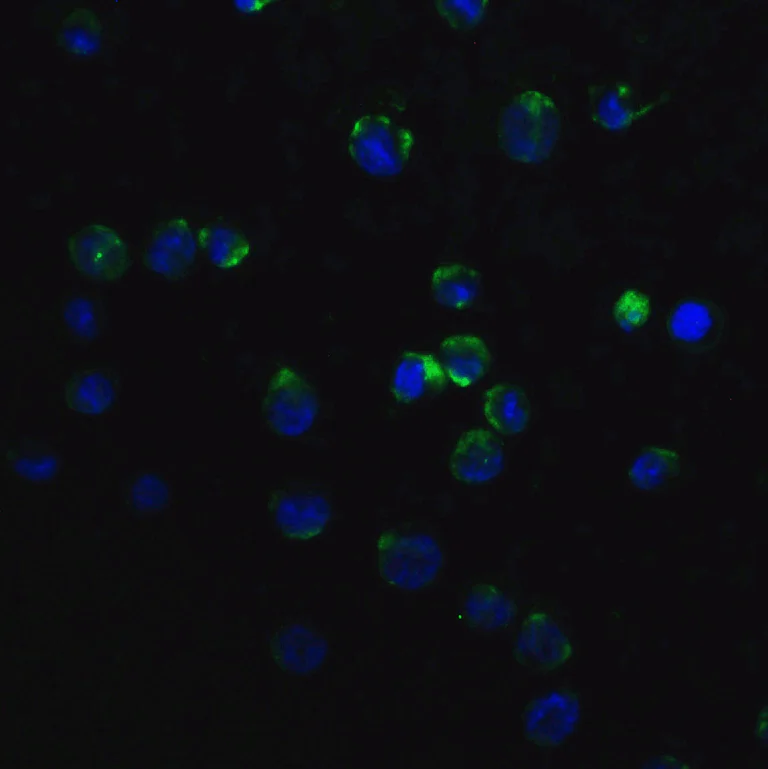 Immunocytochemistry/ Immunofluorescence - Anti-MyD88 antibody (AB2064)
