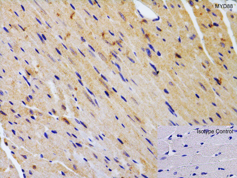 Immunohistochemistry (Formalin/PFA-fixed paraffin-embedded sections) - Anti-MyD88 antibody (AB2064)