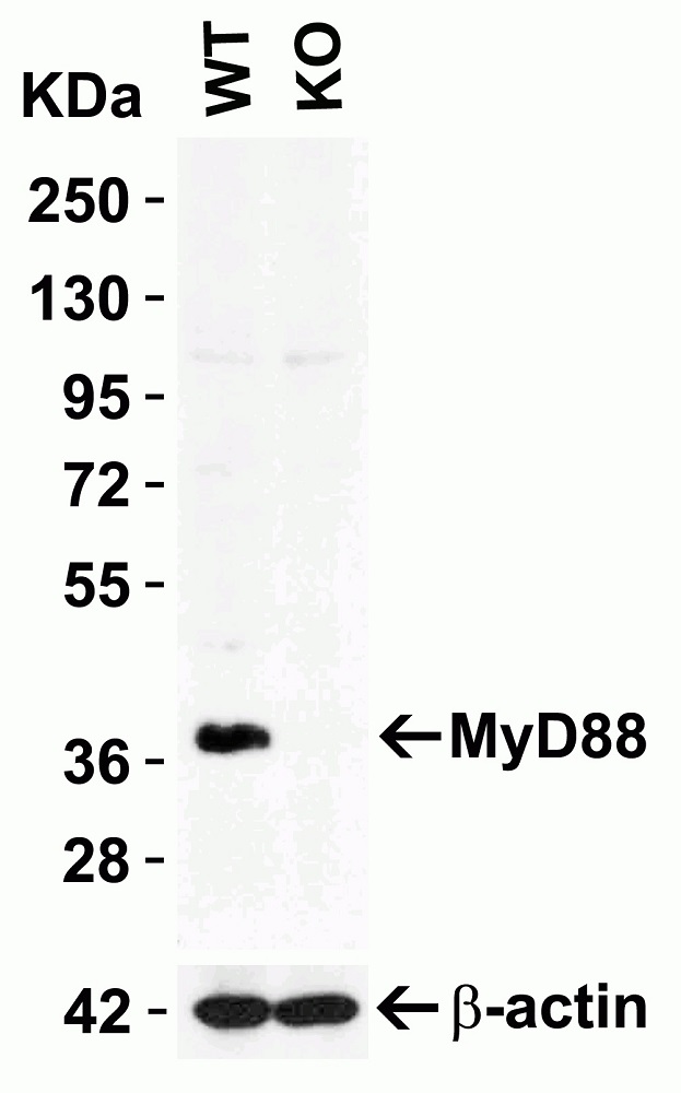 Western blot - Anti-MyD88 antibody (ab2064), expandable thumbnail
