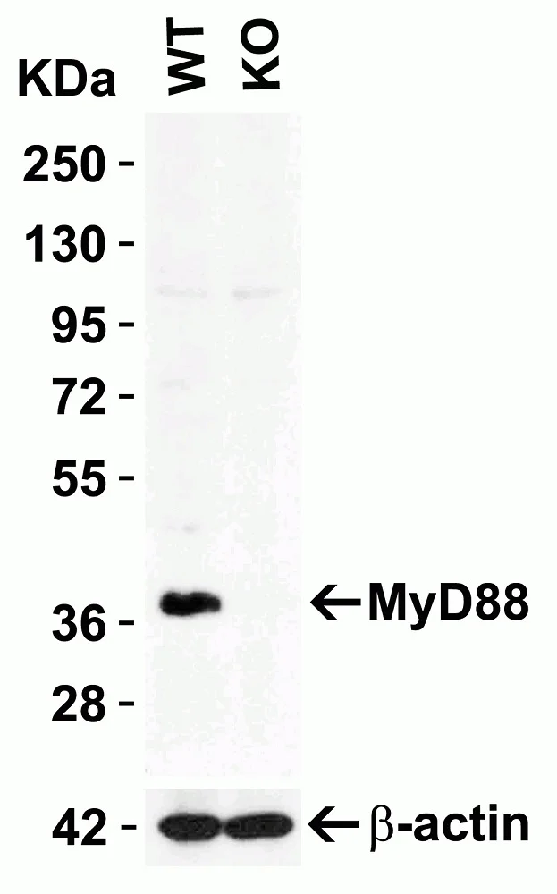 Western blot - Anti-MyD88 antibody (AB2064)