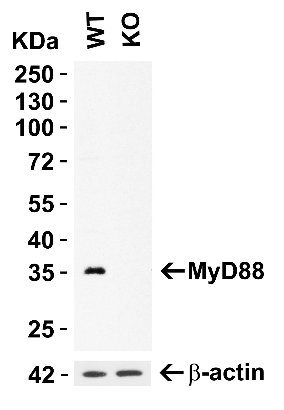 Western blot - Anti-MyD88 antibody (ab2064), expandable thumbnail