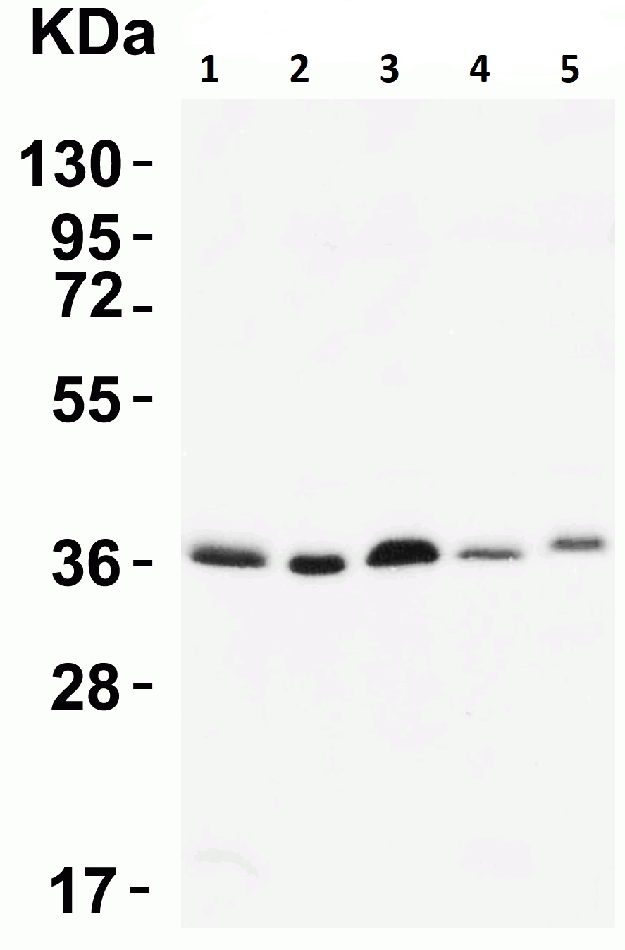 Western blot - Anti-MyD88 antibody (AB2064), expandable thumbnail