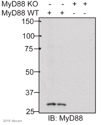Western blot - Anti-MyD88 antibody (AB2064), expandable thumbnail
