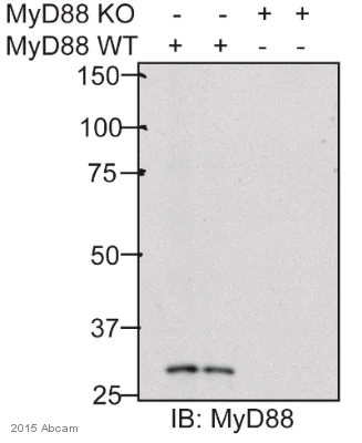 Western blot - Anti-MyD88 antibody (AB2064)