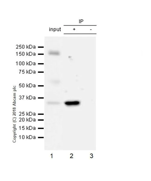 Immunoprecipitation - Anti-MyD88 antibody [EPR21824] - BSA and Azide free (AB236766)