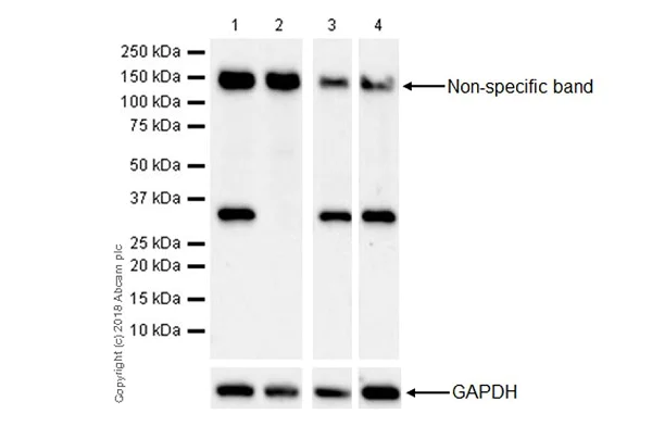 Western blot - Anti-MyD88 antibody [EPR21824] - BSA and Azide free (AB236766)