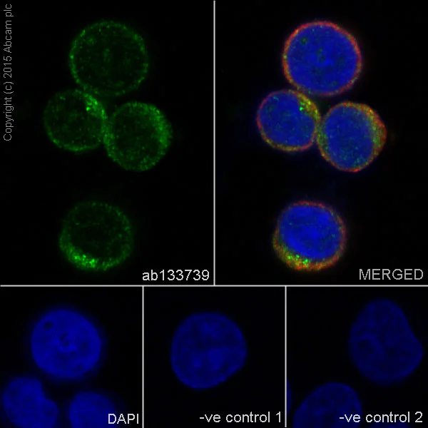 Immunocytochemistry/ Immunofluorescence - Anti-MyD88 antibody [EPR590(N)] (AB133739)