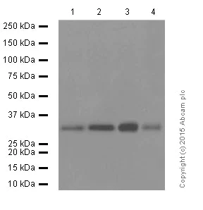 Western blot - Anti-MyD88 antibody [EPR590(N)] (AB133739)