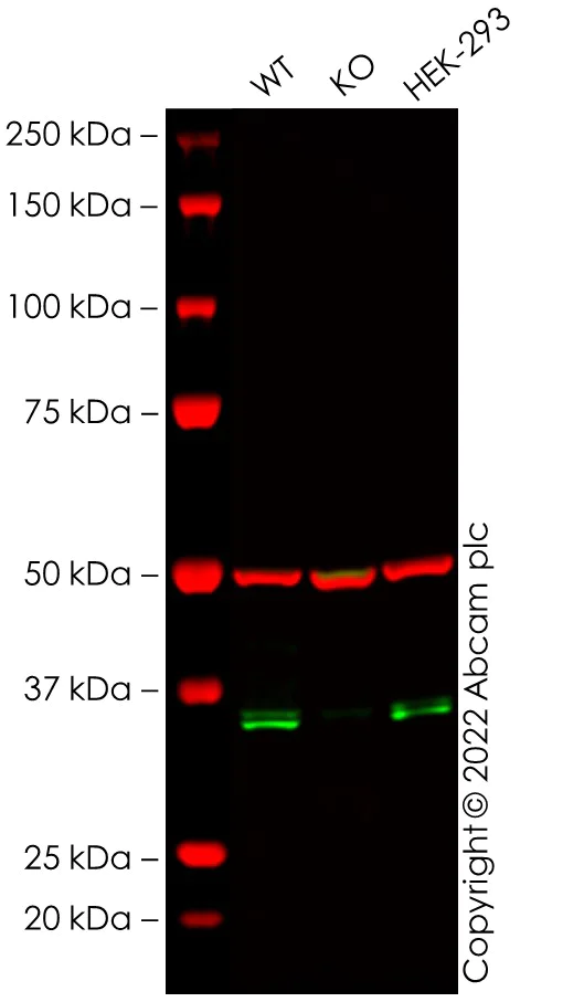 Western blot - Anti-MyD88 antibody [EPR590(N)] - BSA and Azide free (AB199247)