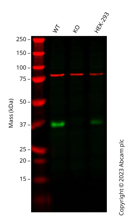 Western blot - Anti-MyD88 antibody [EPR590(N)] - BSA and Azide free (AB199247)