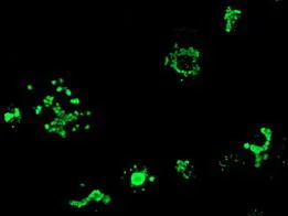 Immunocytochemistry/ Immunofluorescence - Anti-MyD88 antibody [OTI1B4] (AB119048)