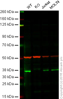 Western blot - Anti-MyD88 antibody [OTI1B4] (AB119048)