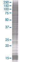 SDS-PAGE - MyD88 overexpression 293T lysate (whole cell) (AB94066), expandable thumbnail
