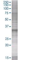 SDS-PAGE - MyD88 overexpression 293T lysate (whole cell) (AB94067)