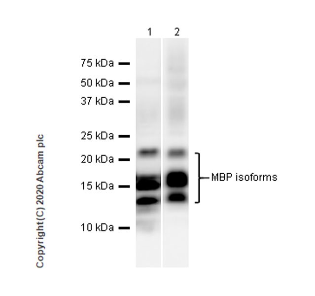 Western blot - Anti-Myelin Basic Protein antibody [12] (AB7349), expandable thumbnail