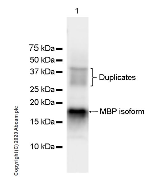 Western blot - Anti-Myelin Basic Protein antibody [12] (AB7349), expandable thumbnail