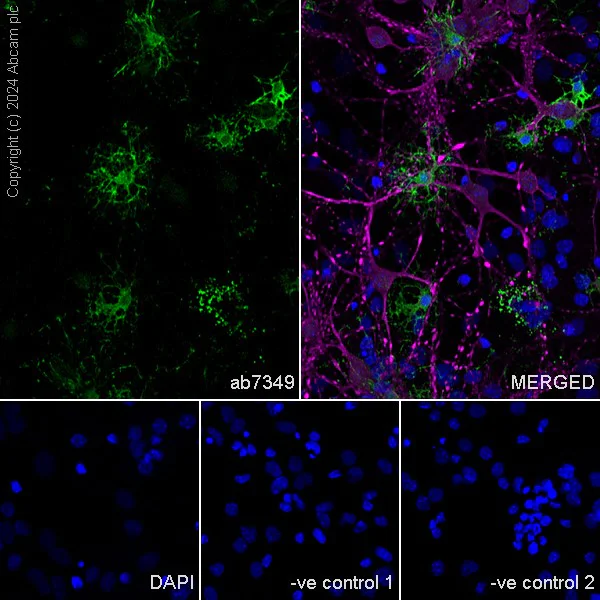Immunocytochemistry/ Immunofluorescence - Anti-Myelin Basic Protein antibody [12] - BSA and Azide free (AB277483)