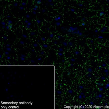 Immunohistochemistry (Formalin/PFA-fixed paraffin-embedded sections) - Anti-Myelin Basic Protein antibody [12] - BSA and Azide free (AB277483), expandable thumbnail