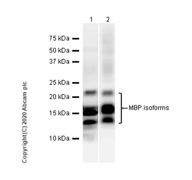 Western blot - Anti-Myelin Basic Protein antibody [12] - BSA and Azide free (AB277483), expandable thumbnail