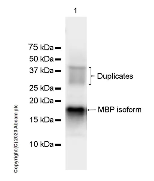 Western blot - Anti-Myelin Basic Protein antibody [12] - BSA and Azide free (AB277483), expandable thumbnail