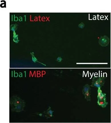 Immunocytochemistry/ Immunofluorescence - Anti-Myelin Basic Protein antibody [12] - Oligodendrocyte Marker (AB7349)