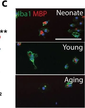 Immunocytochemistry/ Immunofluorescence - Anti-Myelin Basic Protein antibody [12] - Oligodendrocyte Marker (AB7349)