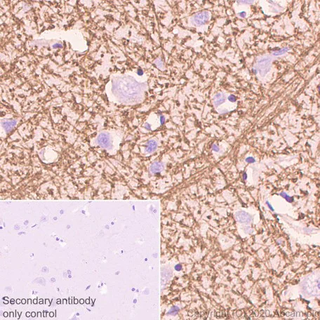 Immunohistochemistry (Formalin/PFA-fixed paraffin-embedded sections) - Anti-Myelin Basic Protein antibody [12] - Oligodendrocyte Marker (AB7349)