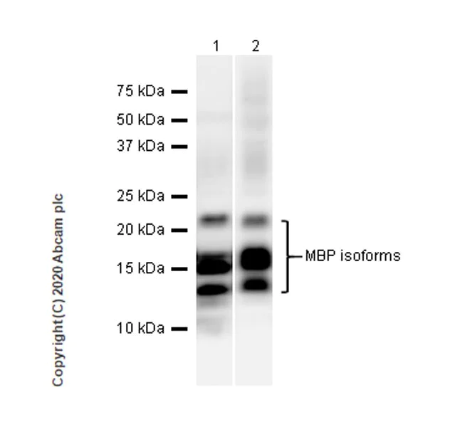 Western blot - Anti-Myelin Basic Protein antibody [12] - Oligodendrocyte Marker (AB7349)