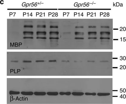 Western blot - Anti-Myelin Basic Protein antibody [12] - Oligodendrocyte Marker (AB7349)