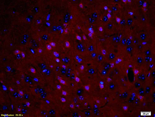 Immunocytochemistry/ Immunofluorescence - Anti-Myelin Basic Protein antibody (AB216590)