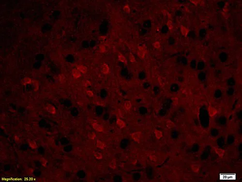 Immunocytochemistry/ Immunofluorescence - Anti-Myelin Basic Protein antibody (AB216590)