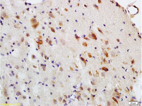 Immunohistochemistry (Formalin/PFA-fixed paraffin-embedded sections) - Anti-Myelin Basic Protein antibody (AB216590)