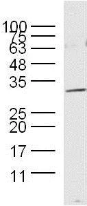 Western blot - Anti-Myelin Basic Protein antibody (AB216590)