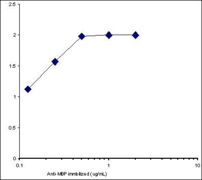 Sandwich ELISA - Anti-Myelin Basic Protein antibody (AB28541)