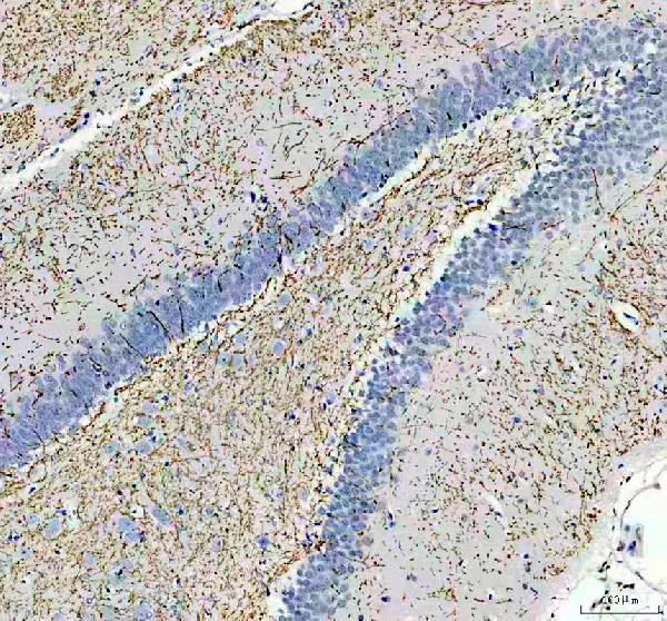 Immunohistochemistry (Formalin/PFA-fixed paraffin-embedded sections) - Anti-Myelin Basic Protein antibody (AB65988)