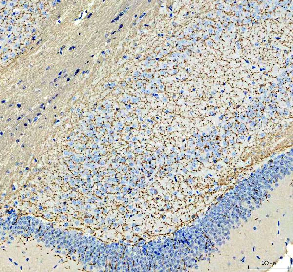 Immunohistochemistry (Formalin/PFA-fixed paraffin-embedded sections) - Anti-Myelin Basic Protein antibody (AB65988)