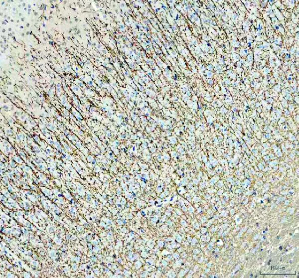 Immunohistochemistry (Formalin/PFA-fixed paraffin-embedded sections) - Anti-Myelin Basic Protein antibody (AB65988)