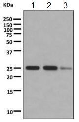 Western blot - Anti-Myelin Basic Protein antibody [EPR10144] - BSA and Azide free (AB249238), expandable thumbnail