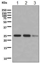 Western blot - Anti-Myelin Basic Protein antibody [EPR10144] - BSA and Azide free (AB249238)