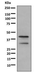 Western blot - Anti-Myelin Basic Protein antibody [EPR10144] - BSA and Azide free (AB249238), expandable thumbnail