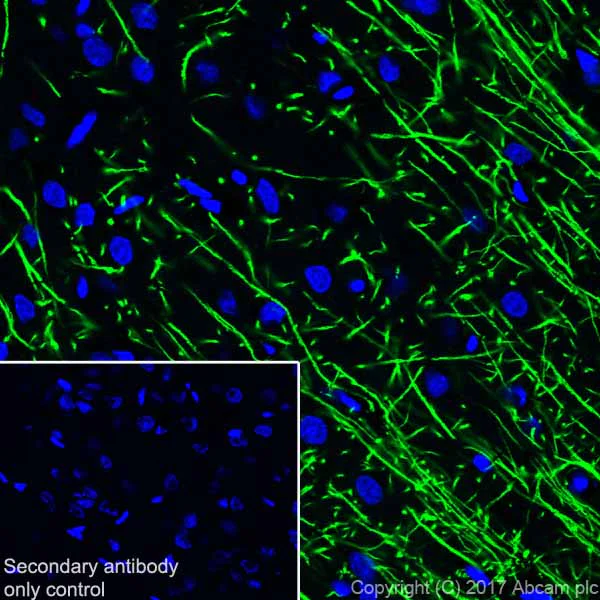 Immunohistochemistry (Frozen sections) - Anti-Myelin Basic Protein antibody [EPR21188] - BSA and Azide free (AB230378)