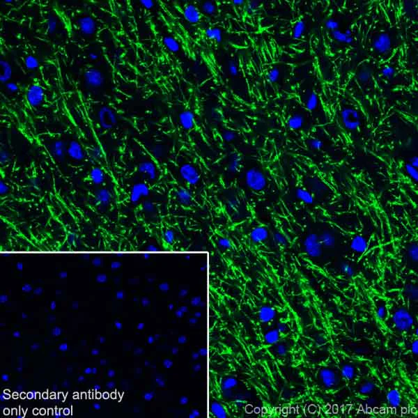 Immunohistochemistry (Frozen sections) - Anti-Myelin Basic Protein antibody [EPR21188] - BSA and Azide free (AB230378)