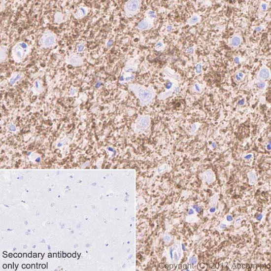 Immunohistochemistry (Formalin/PFA-fixed paraffin-embedded sections) - Anti-Myelin Basic Protein antibody [EPR21188] - Oligodendrocyte Marker (AB218011)