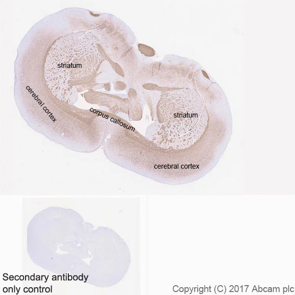Immunohistochemistry (Formalin/PFA-fixed paraffin-embedded sections) - Anti-Myelin Basic Protein antibody [EPR21188] - Oligodendrocyte Marker (AB218011)