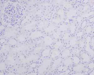 Immunohistochemistry (Formalin/PFA-fixed paraffin-embedded sections) - Anti-Myelin Basic Protein antibody [EPR6652] - BSA and Azide free (AB218542)