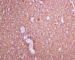 Immunohistochemistry (Formalin/PFA-fixed paraffin-embedded sections) - Anti-Myelin Basic Protein antibody [EPR6652] - BSA and Azide free (AB218542)