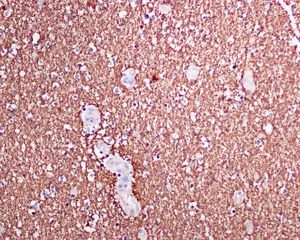 Immunohistochemistry (Formalin/PFA-fixed paraffin-embedded sections) - Anti-Myelin Basic Protein antibody [EPR6652] - BSA and Azide free (AB218542)