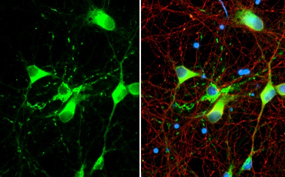 Immunocytochemistry/ Immunofluorescence - Anti-Myelin basic protein antibody [HL1033] - BSA and Azide free (ab313827), expandable thumbnail